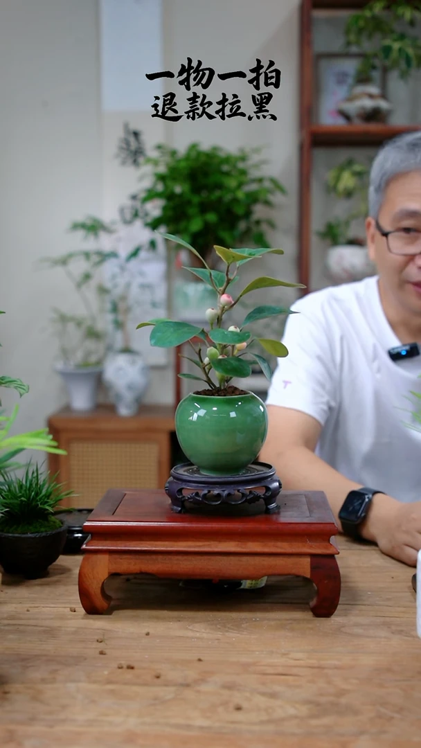 完全开放张**?菩提424