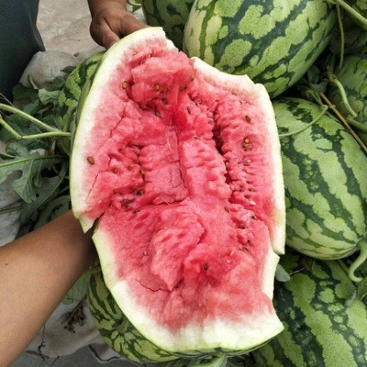 懒汉嫁接西瓜苗秧早熟麒麟西瓜苗美都无籽四季盆栽地栽西瓜种子孑