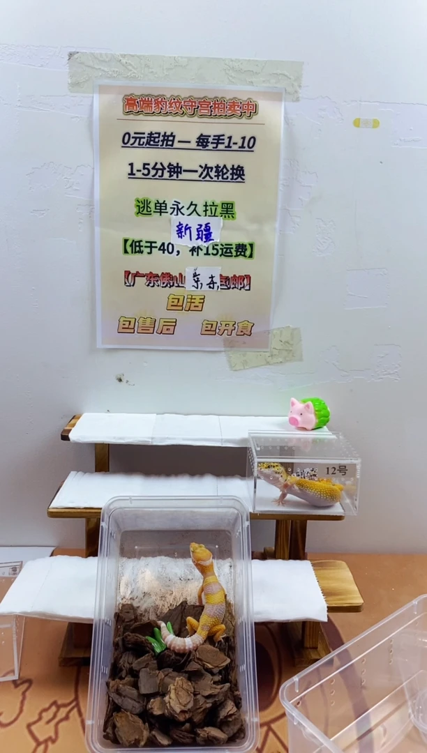 豹纹守宫豹纹守宫幼苗亚成体成体肥尾