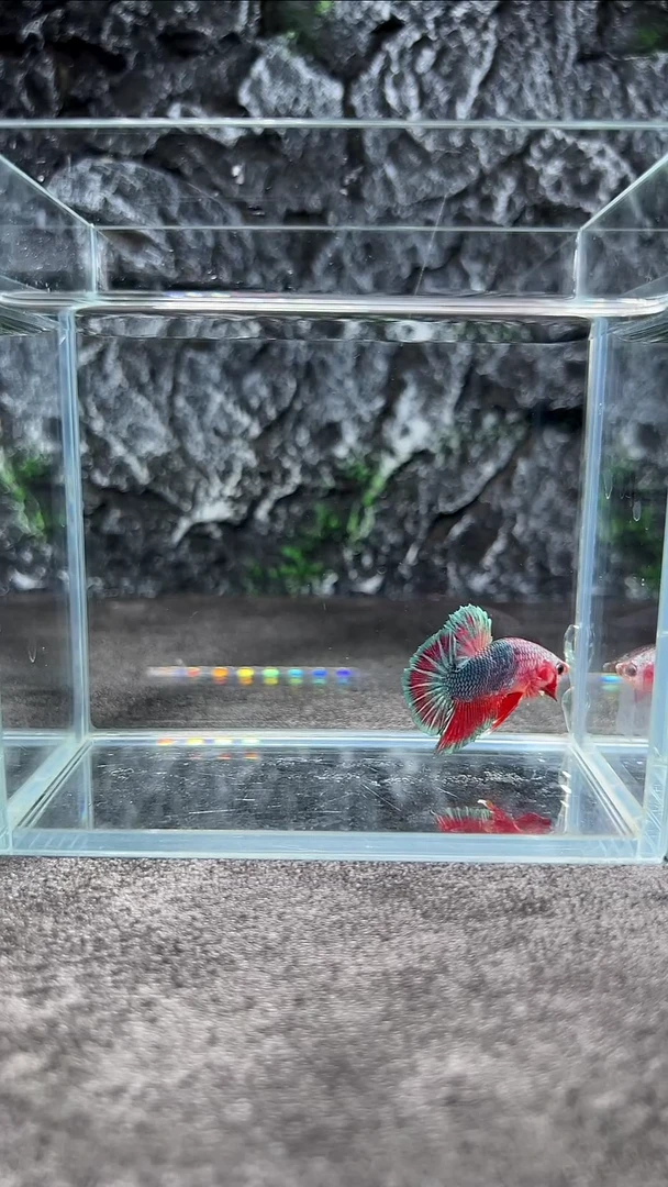 斗鱼竞拍链接A110