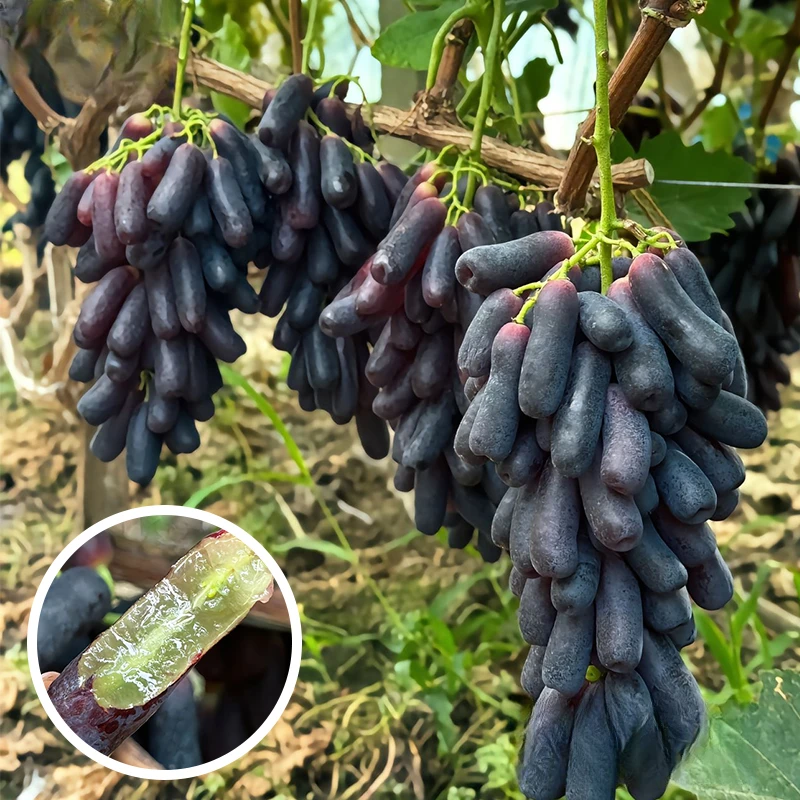 大果蓝宝石葡萄树苖盆栽庭院爬藤黑提树月光之泪葡萄大苗盆栽地栽