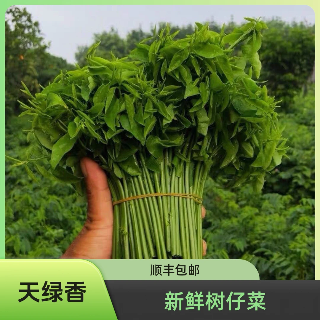 正宗天绿香益肝菜新鲜野菜树仔菜树菜青菜绿色蔬菜500g海南野菜