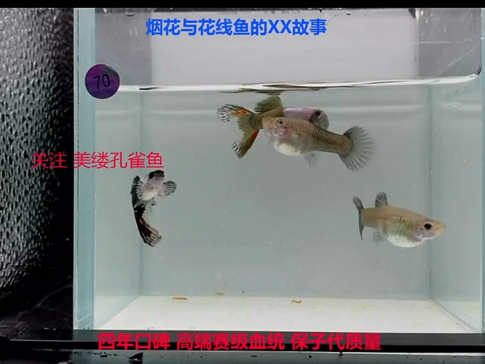 孔雀鱼恶魔精灵亚成一灰一黑2对
