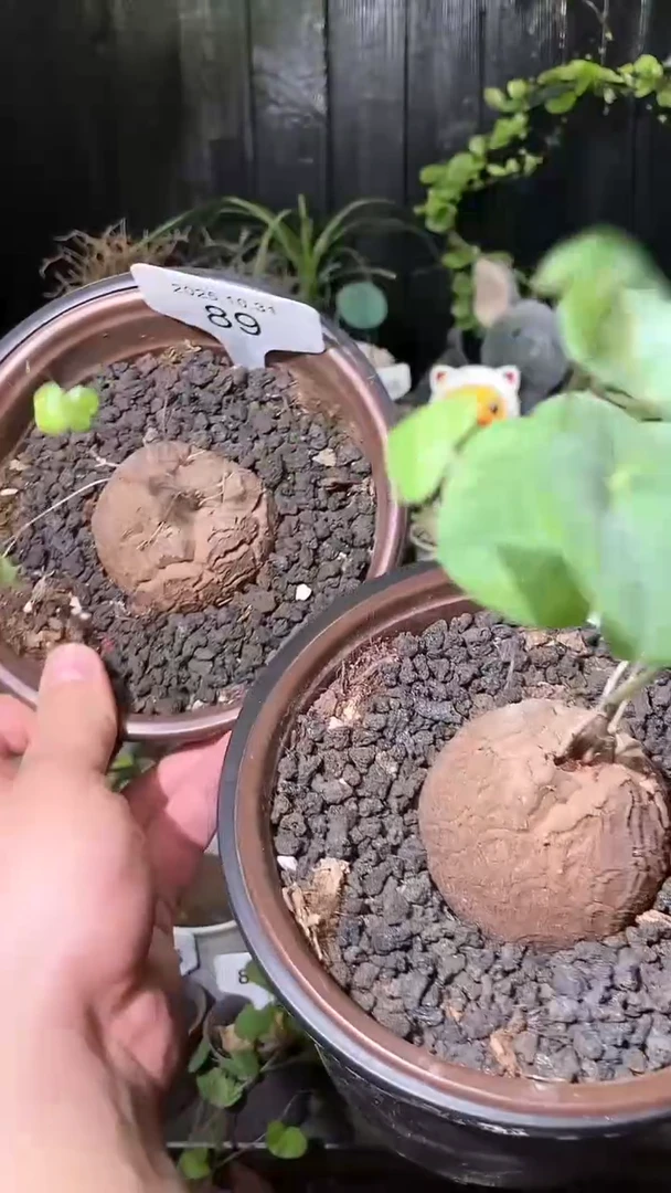 89号1031福利特价南非龟甲龙套餐