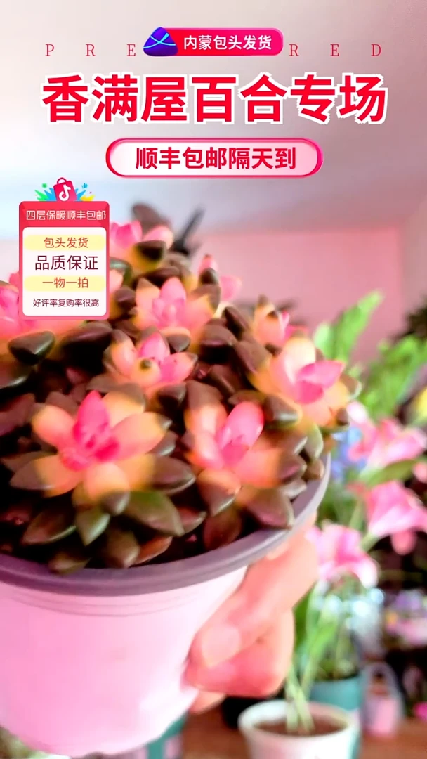 完全开放巧克力多肉