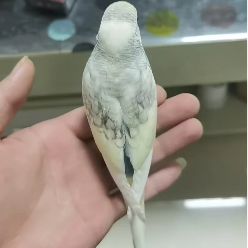 7个月成年活体大头虎皮鹦鹉 二十天左右就能踩背