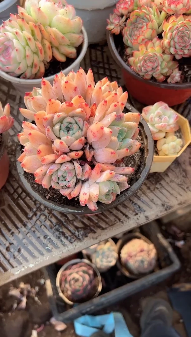 日**和阿迷洲多肉29363