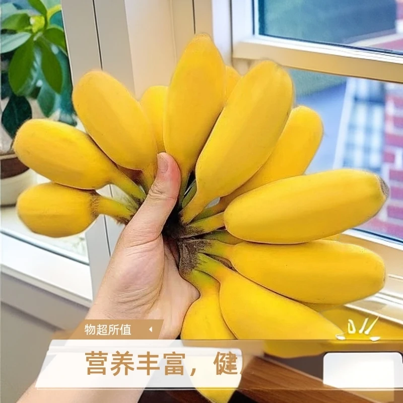 自然成熟】广东正宗苹果蕉当季糯香甜薄皮新鲜孕妇青皮香蕉整箱装