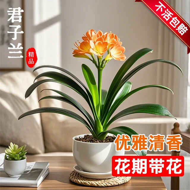 君子兰盆栽花卉植物室内名贵绿植精品名贵国宝级室内庭院四季好养
