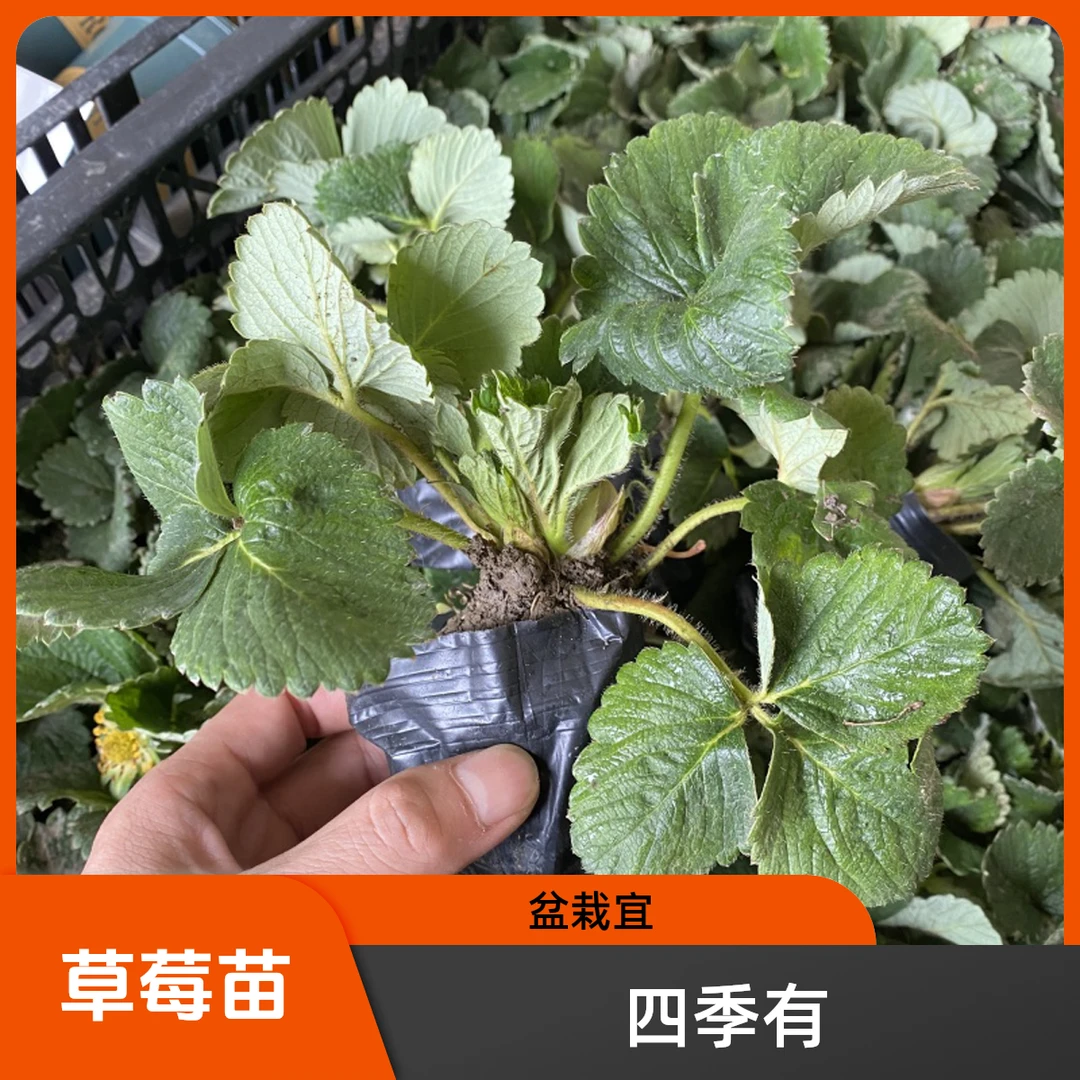 四季奶油草莓苗盆栽南方北方阳台水果庭院种植果树苗草莓原盆原土