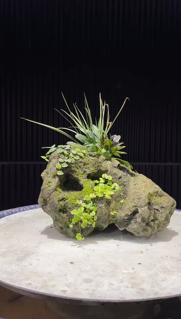 造型吴定石一物一拍专属