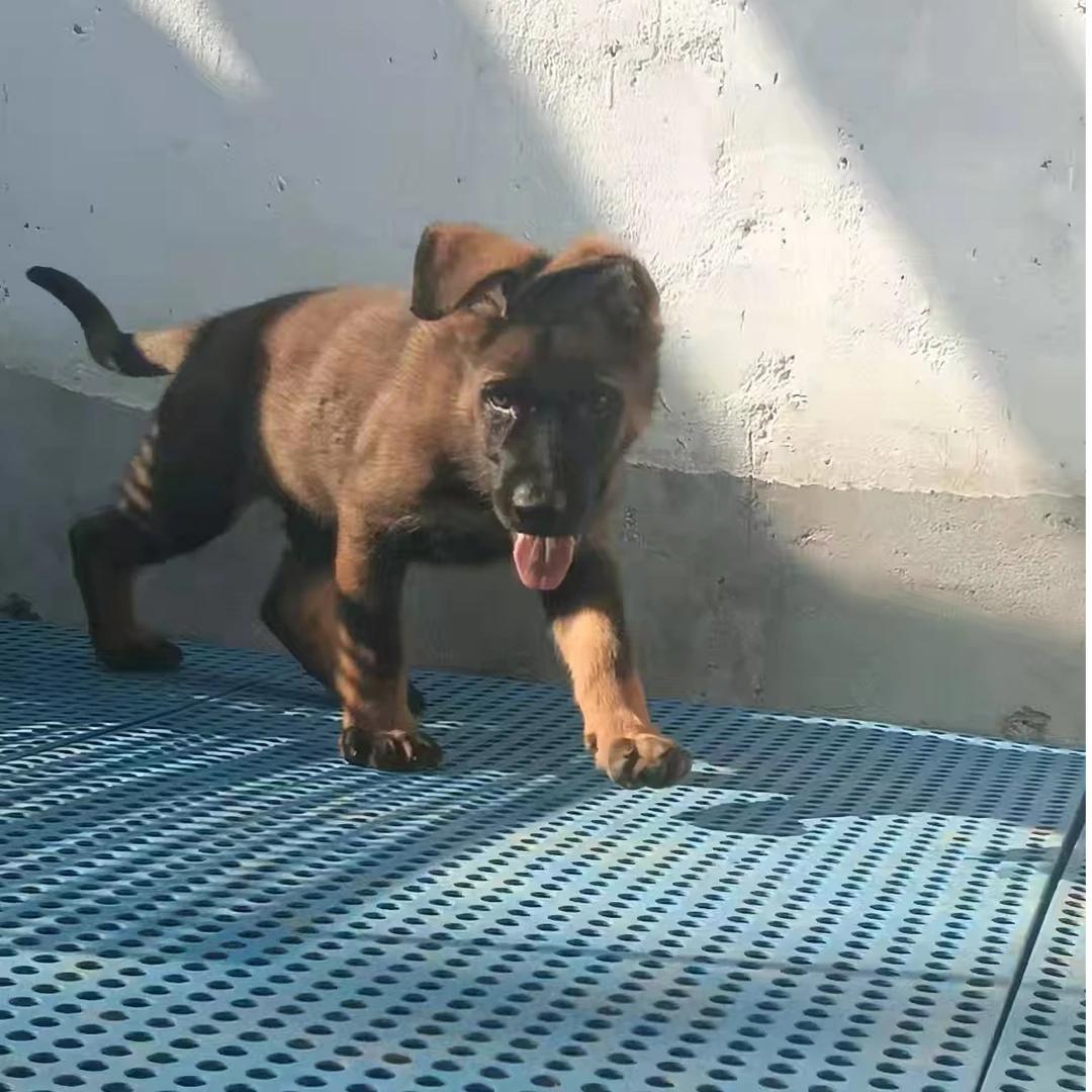 【凌风犬舍】东德牧羊犬 带证 纯血统