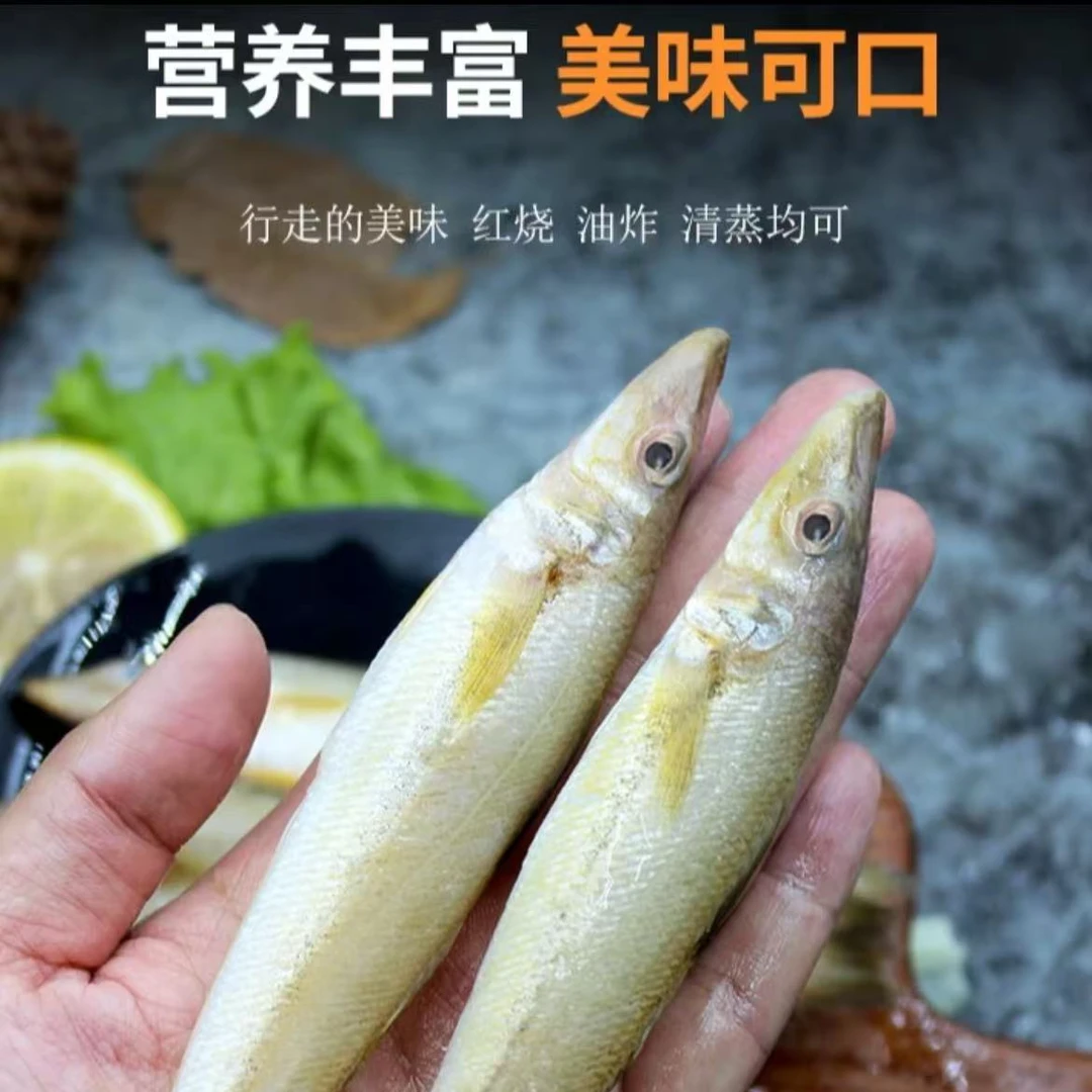 大号 青岛野生深海沙丁鱼沙尖鱼（顺丰包邮）
