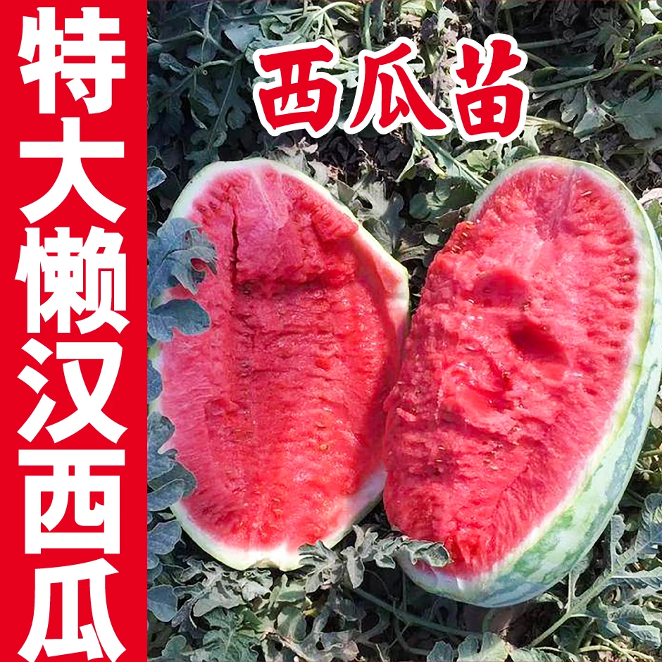 山东寿光高产特大懒汉西瓜秧苗早熟香甜四季庭院阳台种植基地直发