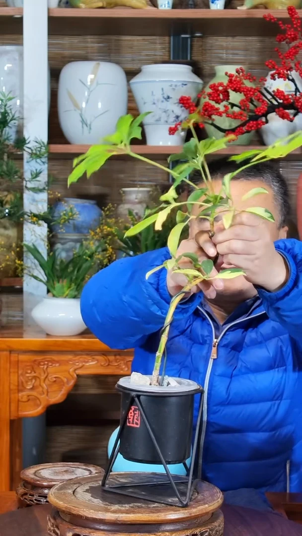 无花朵圝水之韵水培鸭掌木