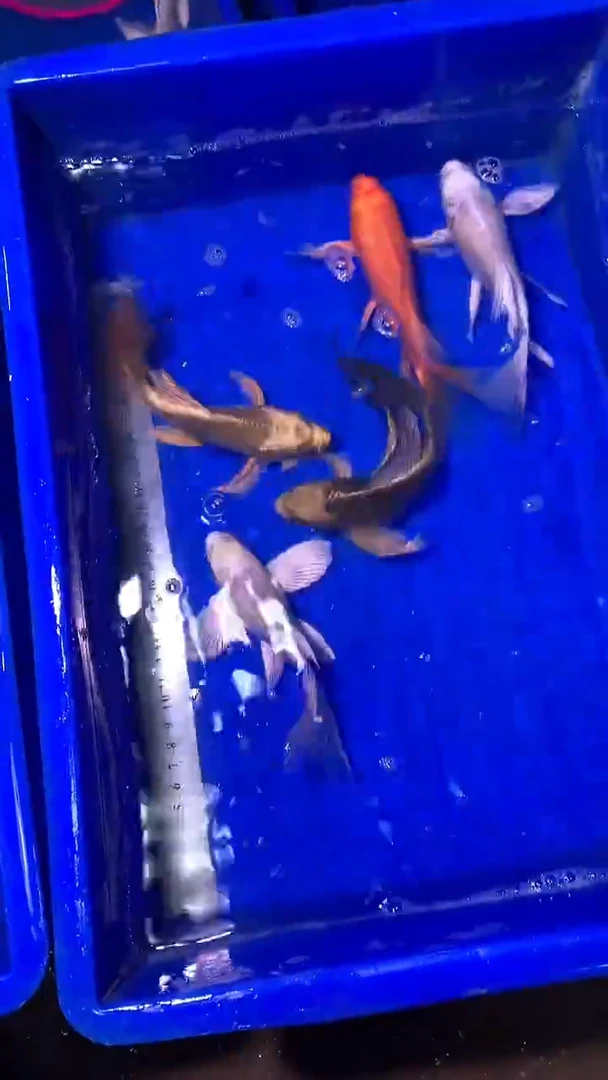 蝴蝶鲤鱼蝴蝶鲤直播选鱼专用链接 凭开箱视频售后