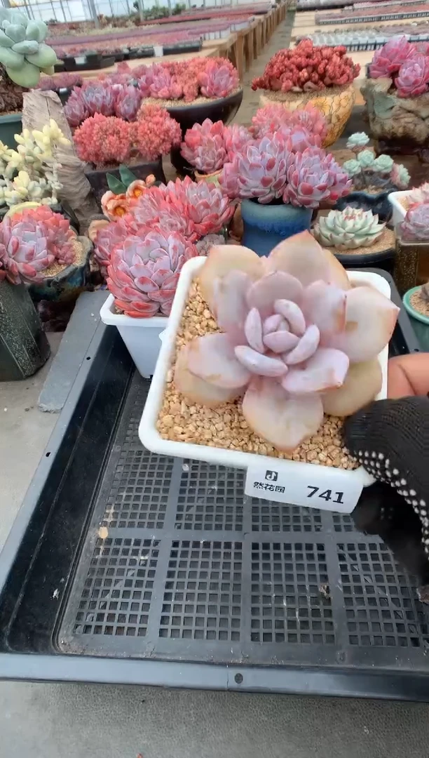 741奶茶一物一拍