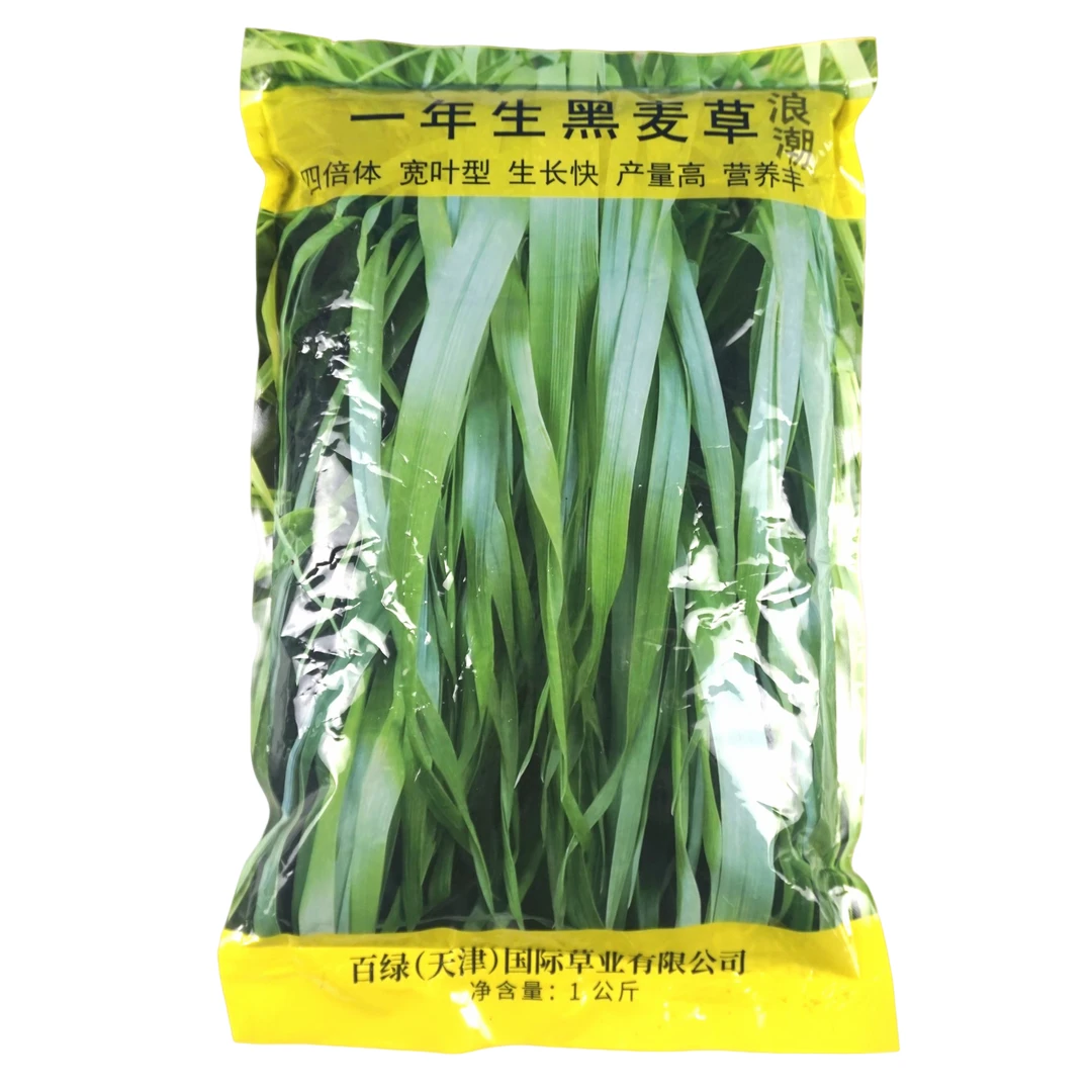 浪潮黑麦草草籽四季多年生耐寒牧草种子畜牧养殖草种喂鸡牛羊鱼草