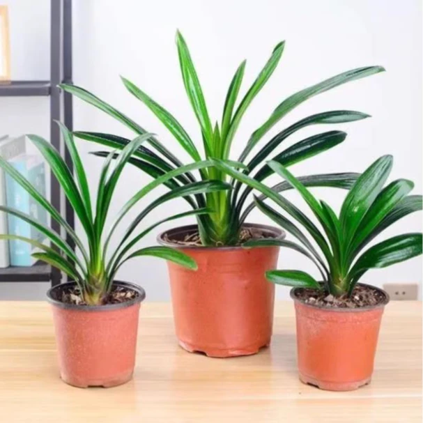 精品君子兰室内桌面盆栽植物花卉盆栽净化空气植物