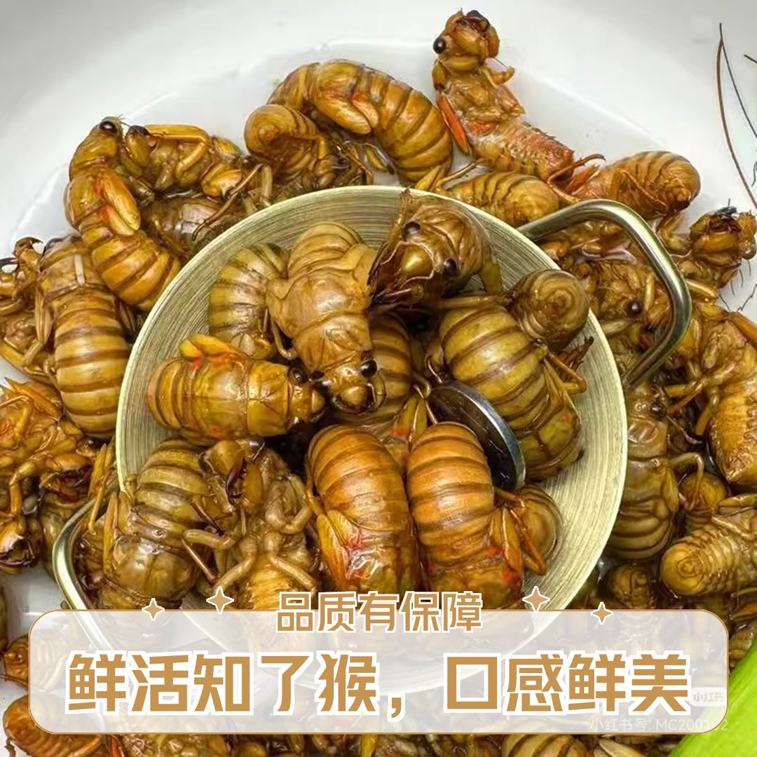 【精选】 新鲜杜仲金禅  知了1猴爬叉   顺丰包邮