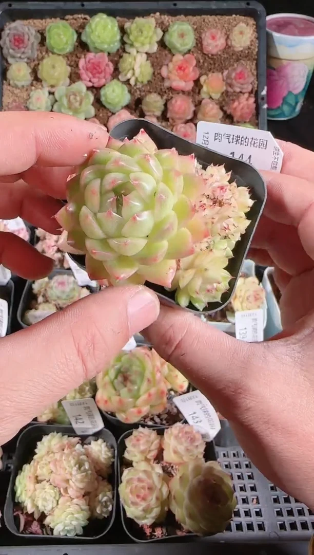 1201-144多肉群生不包整