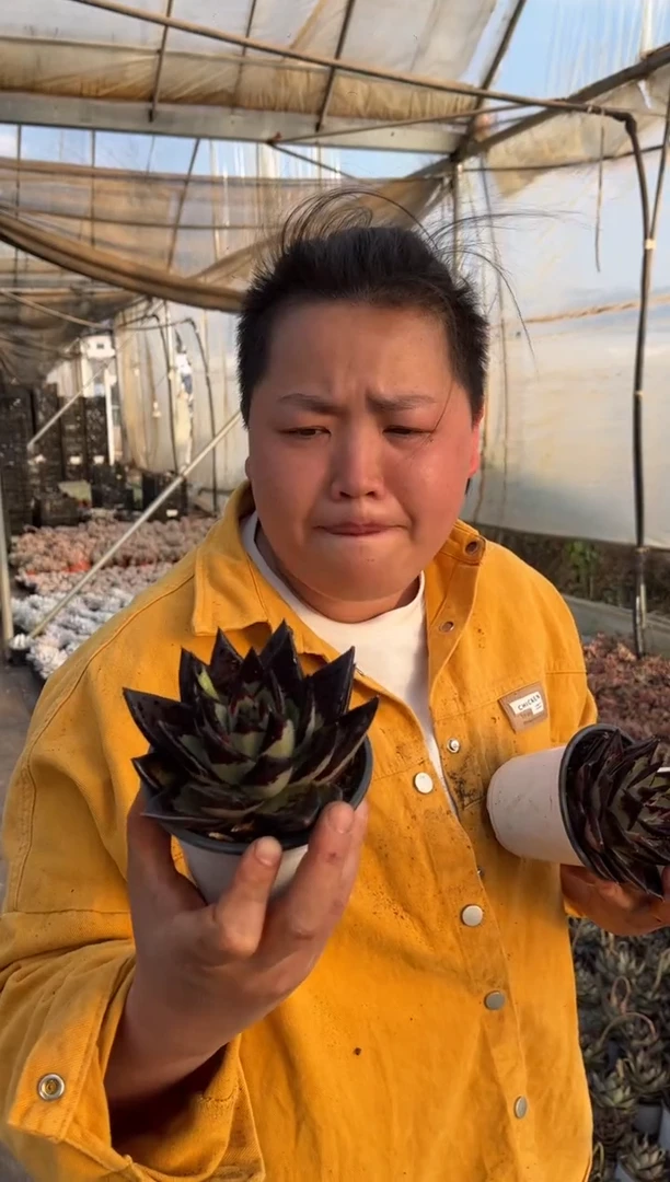 【闪购商品】14-黑檀汁6.8带盆土