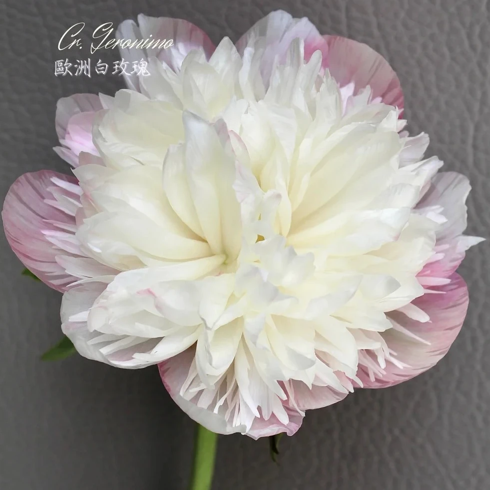 【欧洲玫瑰 白】芍药苗白色小花型盆栽阳台庭院花园 包对版包正版