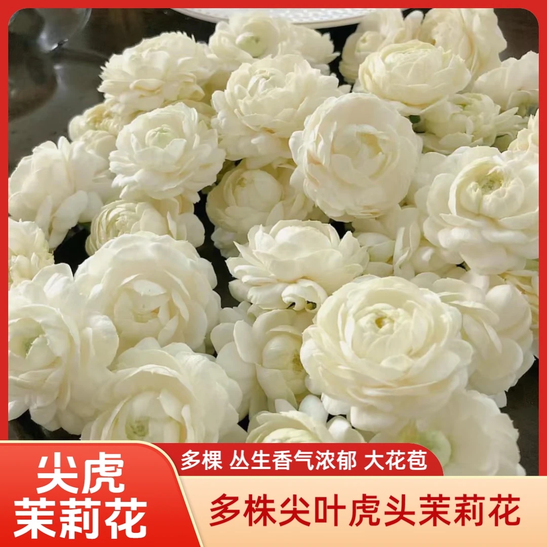 尖叶虎头茉莉花尖虎重瓣多棵丛生独杆单杆四季常青阳台庭院种植