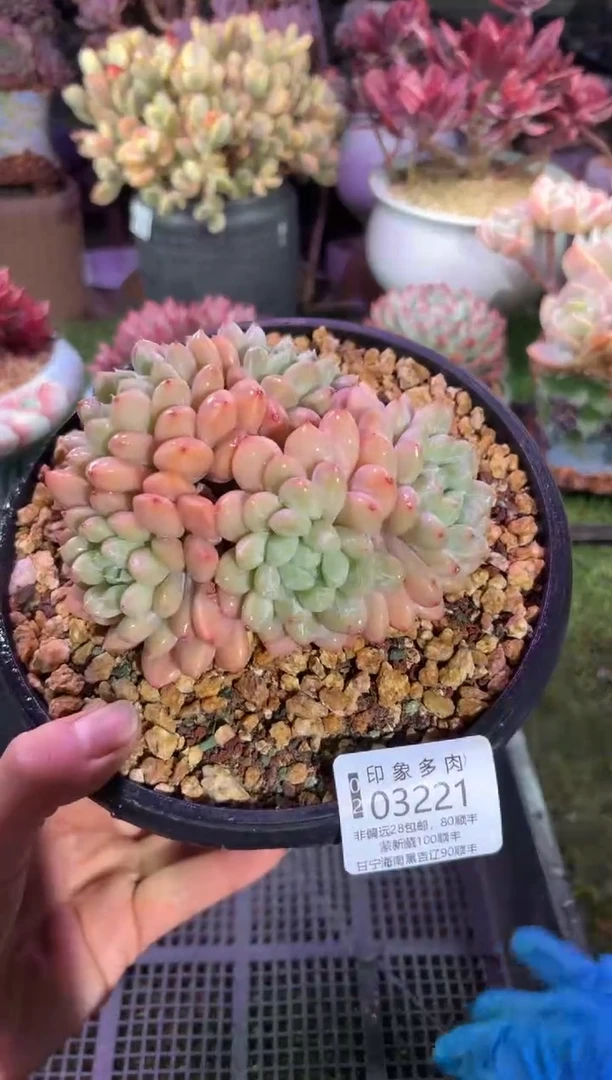 【闪购商品】03221