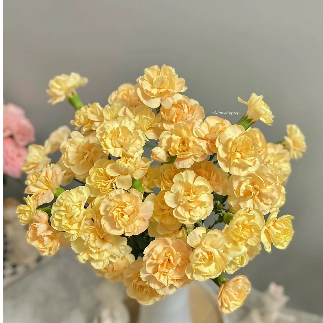 香橙康乃馨【如熙臻选】——多头康乃馨