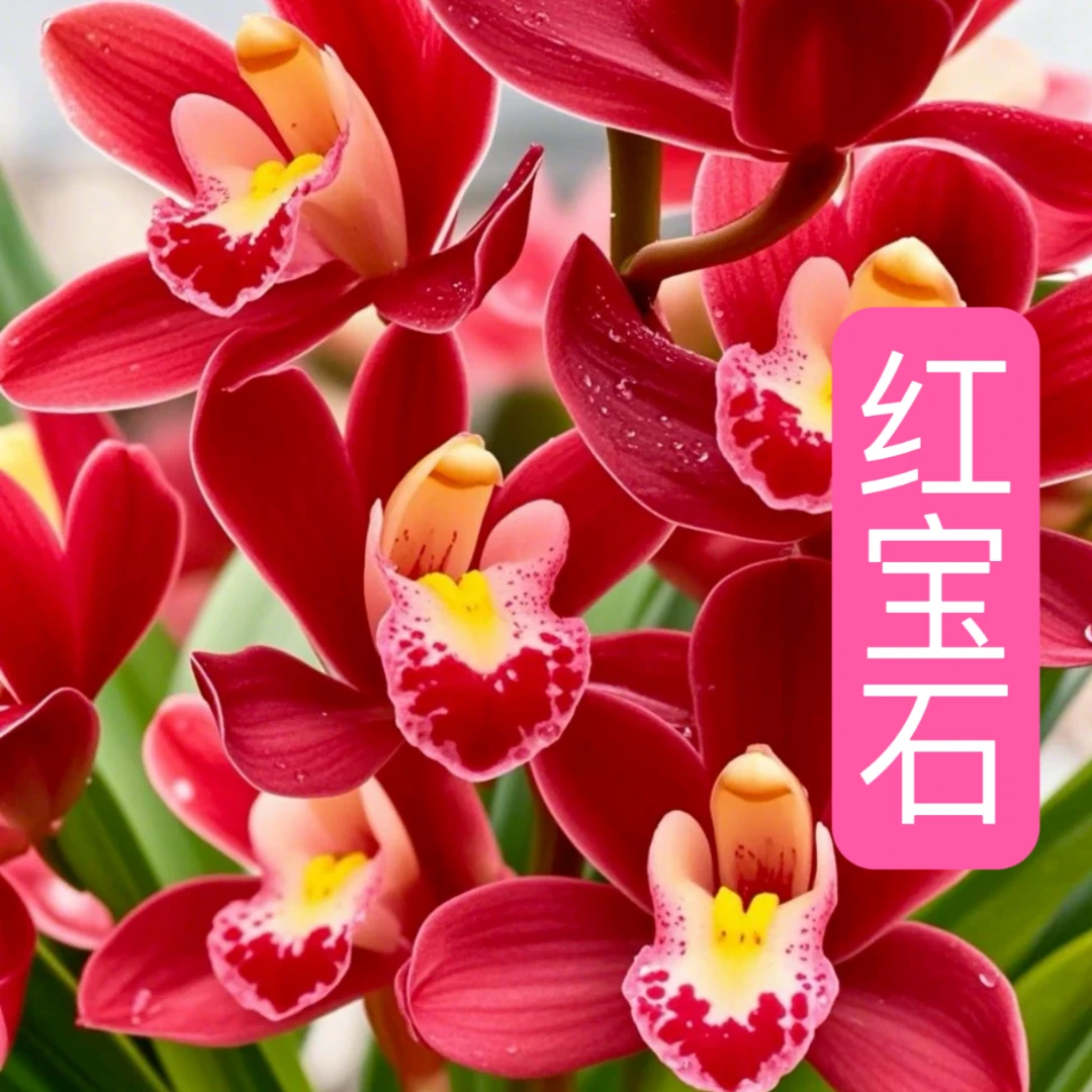 拍一发五【五品种】专属红香妃/醉美人/红宝石/白雪冰心/金如意专属