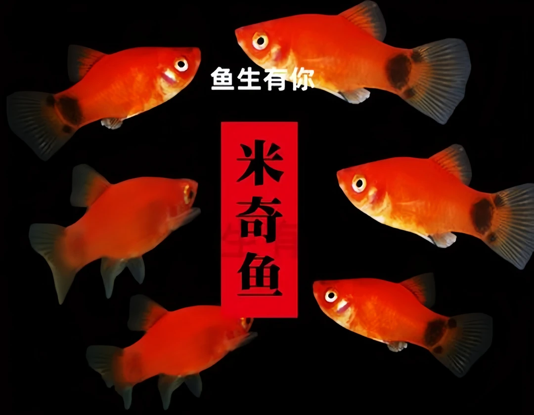 [小型热带观赏鱼]米奇皮球胎生鱼 好养 易活 好繁殖 适合新手繁殖