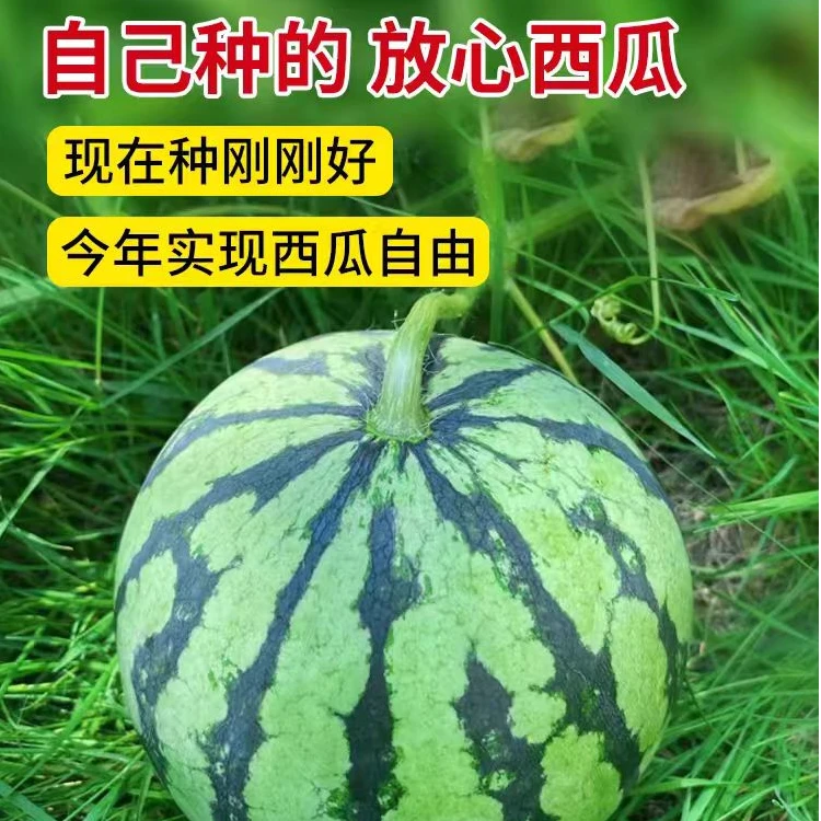 【次日达】海南麒麟有籽西瓜6-7斤 皮薄脆甜多汁海南省