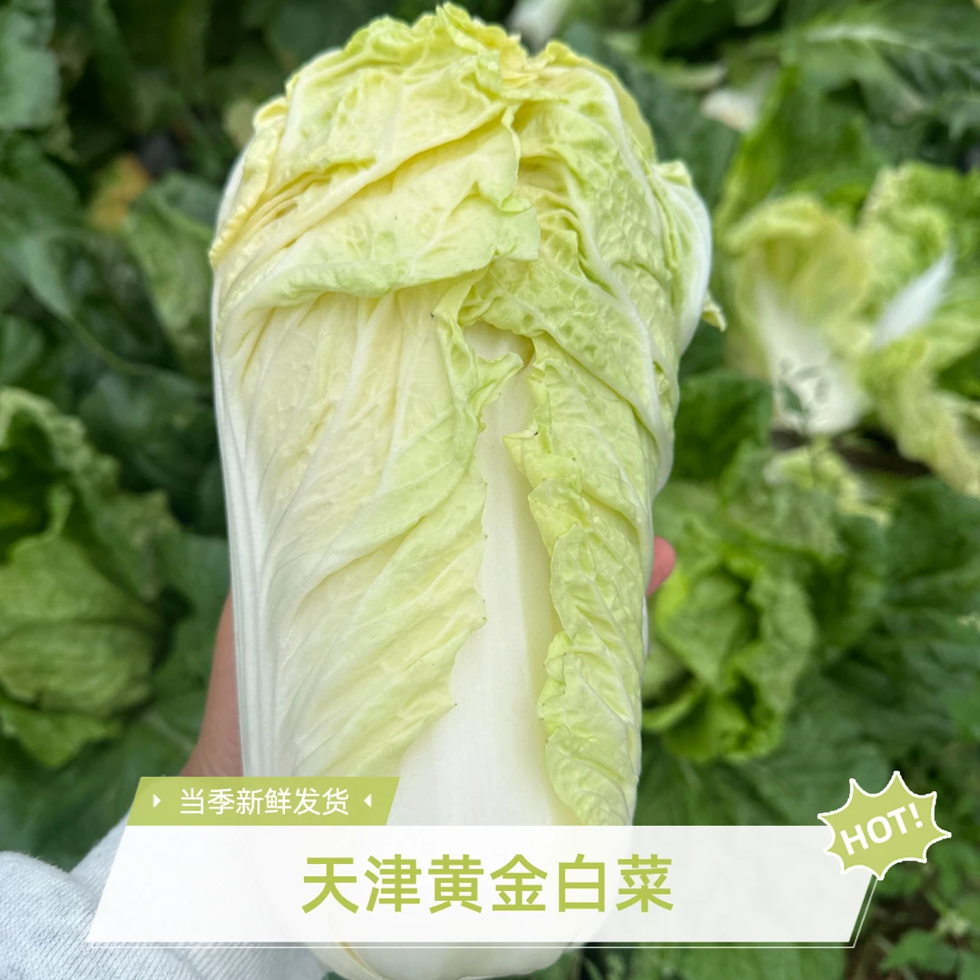 天津本地 黄金白菜当季蔬菜 新鲜发货京东或顺丰包邮