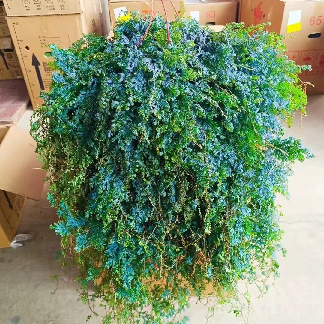 变色龙珊瑚蕨翠云草蕨类垂吊长藤耐阴可晒阳台客厅净化空气植物