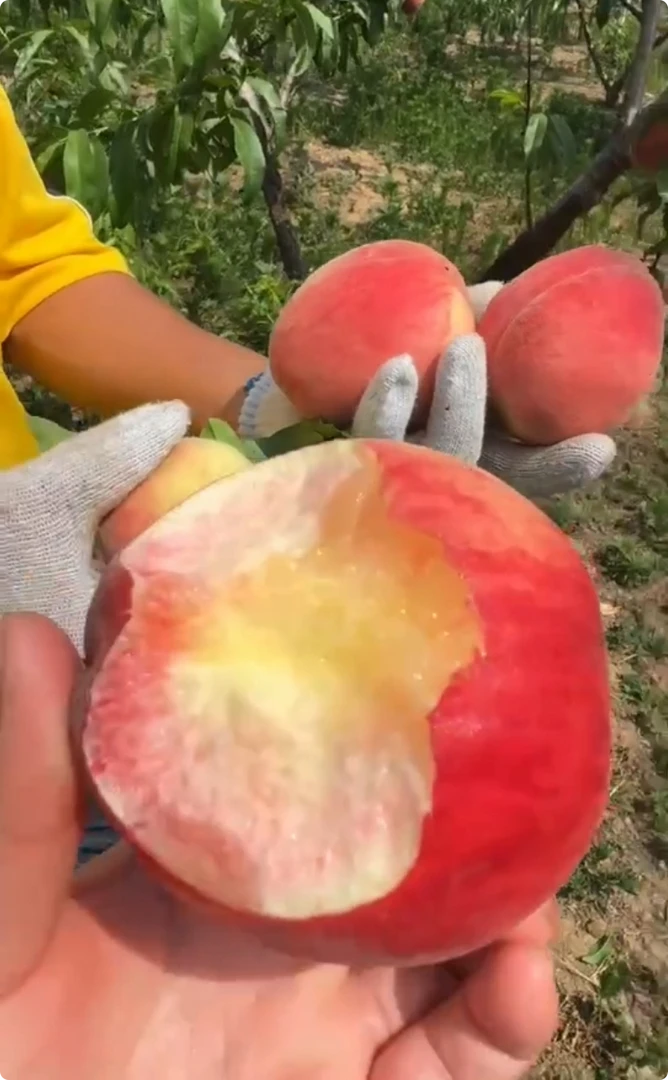 农家果园自然成熟大甜桃618福利