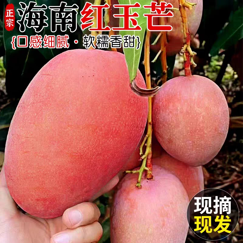 【顺丰】【催熟食用】海南红玉芒玉文芒特产芒果热带新鲜水果当季澳芒