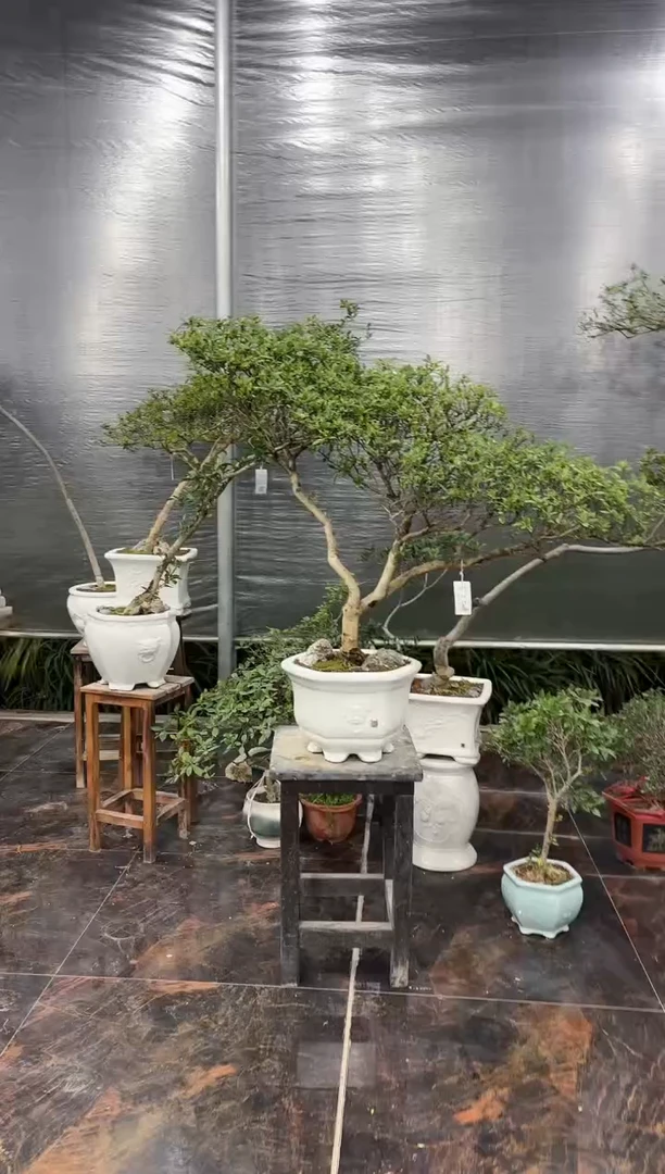 【闪购商品】盆景海岛栀子花