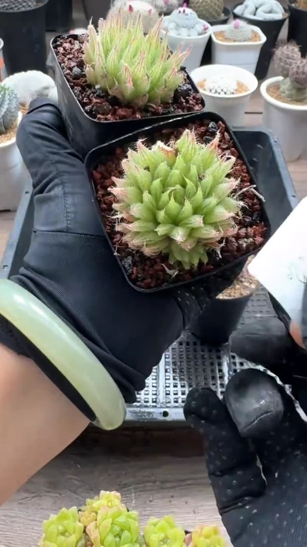 【闪购商品】安娜专拍一颗玉露