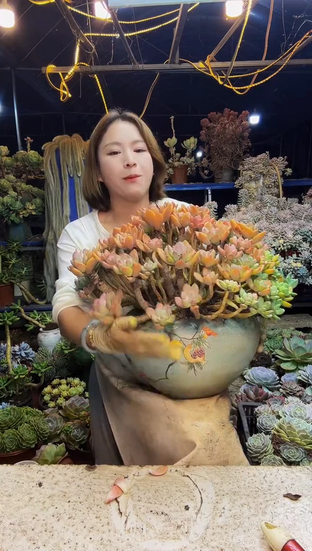 巨无霸灰姑娘一物一拍带盆（物流自理）