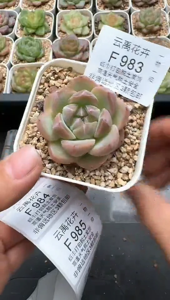 983F云禹多肉植物 默认脱土纸巾打包 3颗包邮
