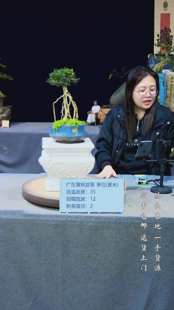 【闪购商品】黄杨盆景黄杨盆景