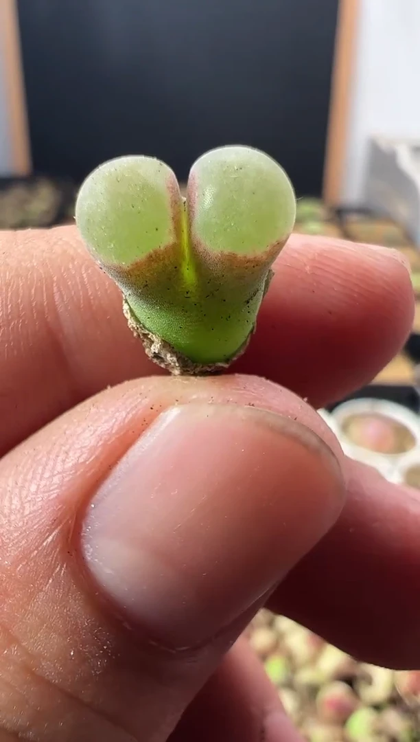 一物一拍           55