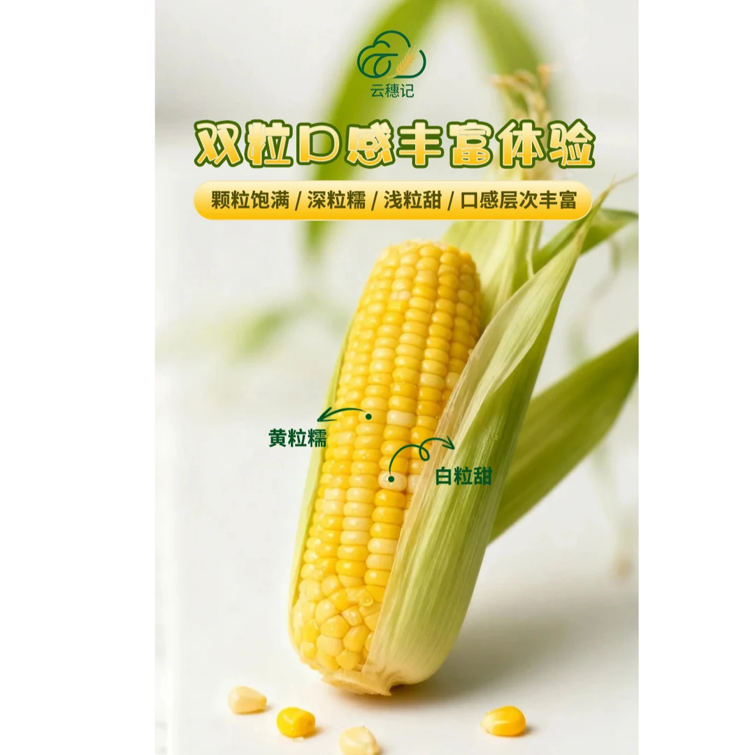 【福利】黄糯玉米香甜糯东北黏苞米早餐食材夜宵