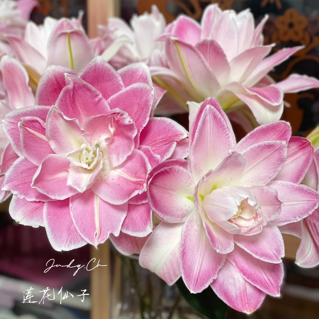 【花领域】 莲花仙子 百合 同地址任意两单顺丰包邮