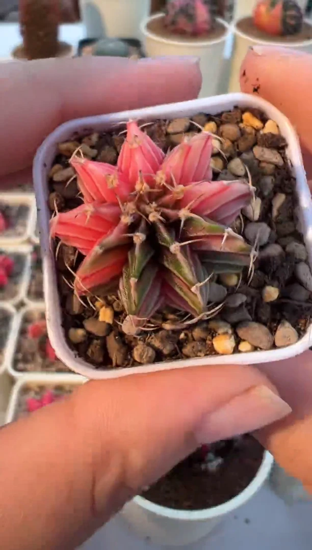 525好看的米哈冲冲冲