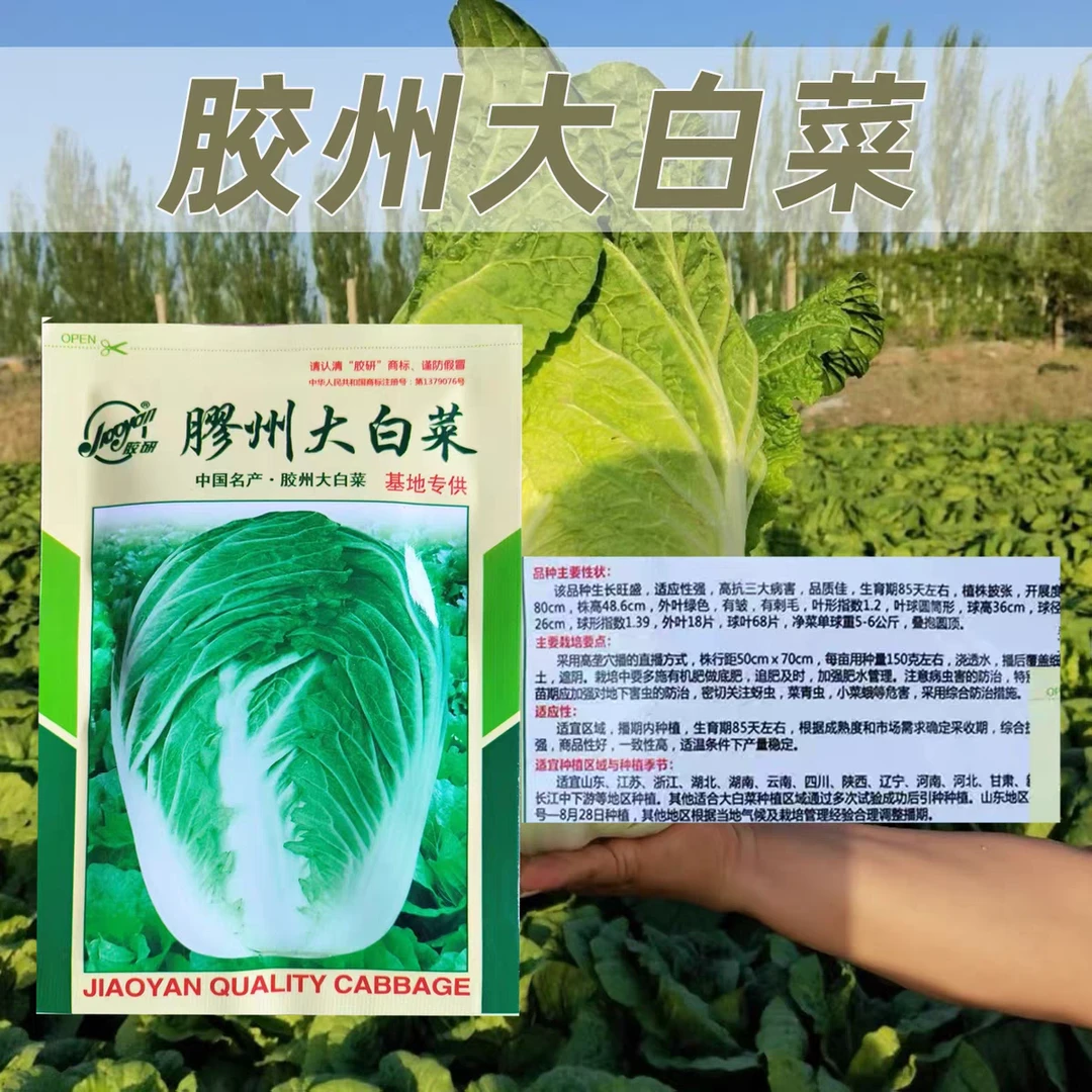 胶州大白菜种子抗病适应性强抗病一致性高产量稳定生长快白菜种子