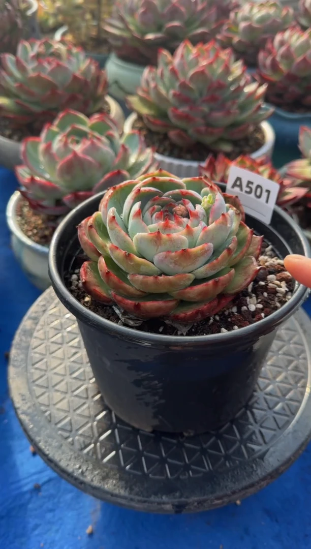 【闪购商品】A501惊鸿仙子（裸根发货）