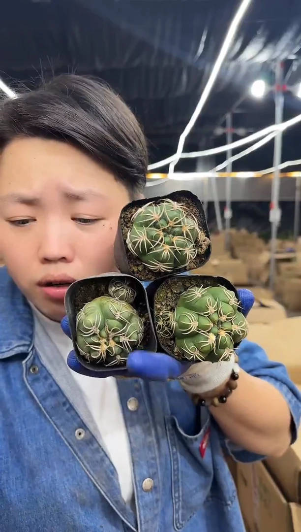 小号实生趴刺高木海王3颗9.99 带盆土