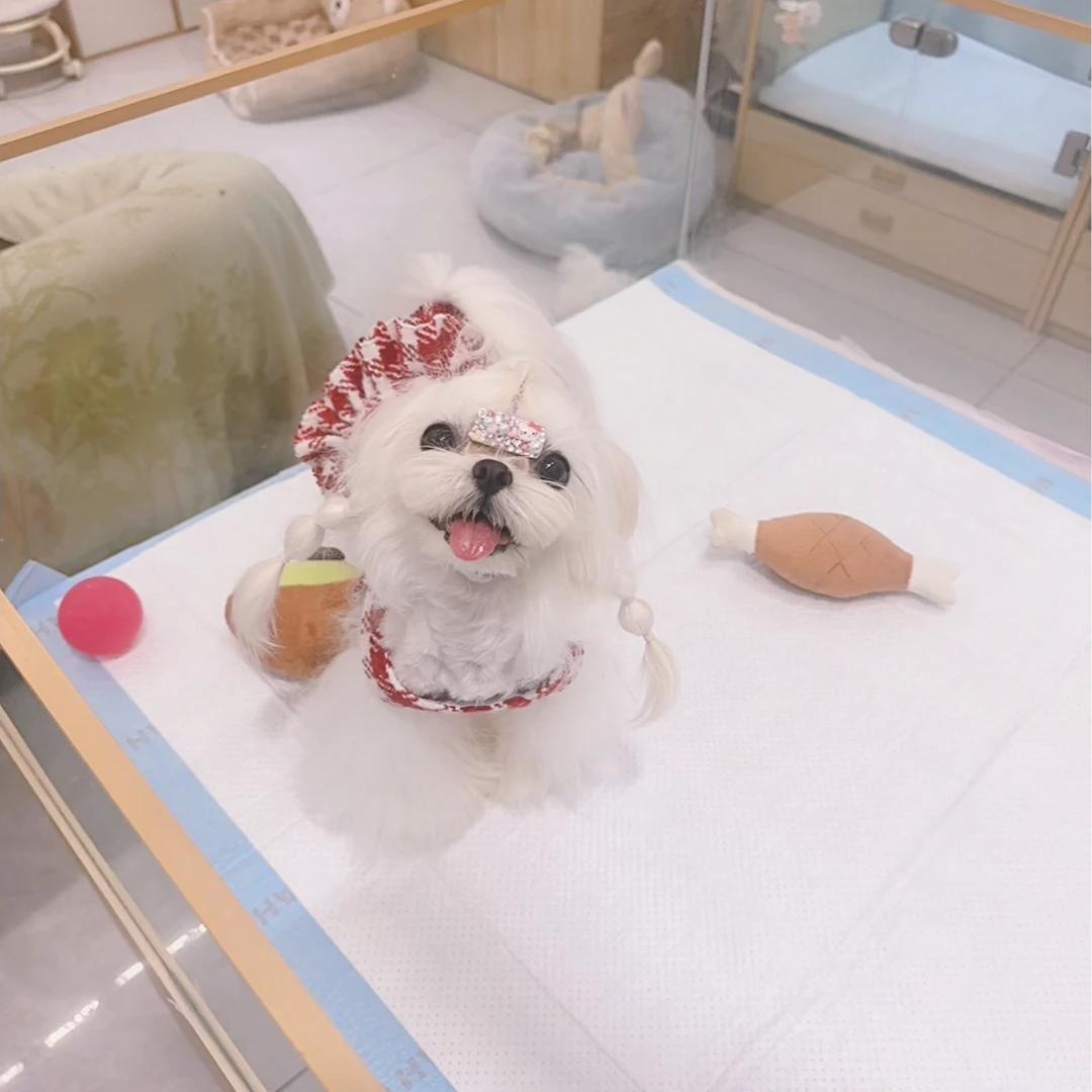 南阳宠幸犬舍宠物活体链接